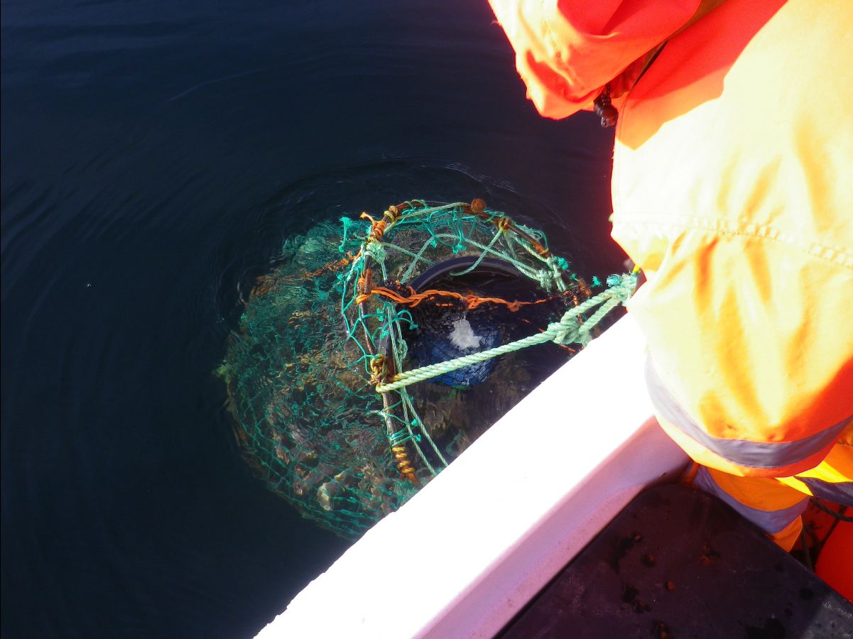 King Crab020